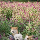 애견가을농장 이미지