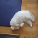 달고양이 이미지