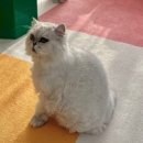 데이드리머 이미지