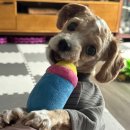 헬로 마이펫 이미지