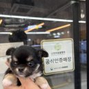 오독안심분양센터 강아지분양 고양이분양 시흥점 이미지