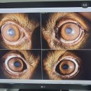 분당밝은아이동물병원 | 분당 밝은아이동물병원 🩺👀 | 18세 보리 안과 검진 기록, 안검종괴, 흑색종 양성 기록