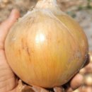 중대농장 | 해풍 맞고 자란 양파 중대혼합 10Kg 전남 무안 황토골