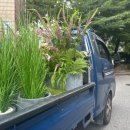 노원-현장-1030 | 케시아플라워앤가든ㅣ관공서 조경 / 실내 조경 / 실외 조경 / 플랜트박스 / 플랜테리어 / 카페 조경...