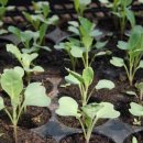 양배추 재배 사업 계획 : 종자에서 수확까지 성장하는 방법 이미지