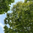 산성집 | 여름 남한산성 백숙 계곡 맛집 처가집 내돈내산 재방문 후기