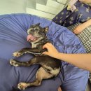 멍디브 | 강원도 평창 대형견도 가능한 마당 넓은 애견 독채펜션 멍디브