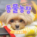 신디농장 이미지