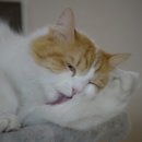 두리동물클리닉 이미지