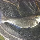 숲속낚시터 이미지