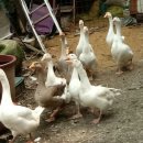 사선농장 이미지