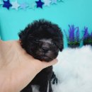 장보는강아지와고양이 신호점 이미지