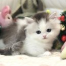 울산고양이분양 도레미캣 이미지