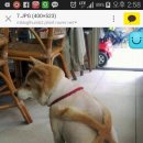 펫미용 이미지