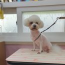 the 굿 dog 이미지