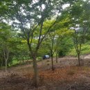 안평농장 이미지