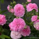 도로시(Dorothy) 이미지