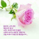 세잎클로버 이미지