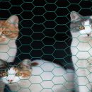 마음반려 동물의료원 이미지