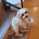 신나개 | 장안동 애견 유치원 호텔 / 신나개 유치원 4주차 봉구의 후기