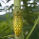 퓨퍼(PUPA) 네이버블로그