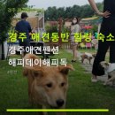 해피데이해피독 | 경주 애견동반 힐링 숙소 경주애견펜션 해피데이해피독 예약 방법과 조식 포함 정보