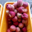 횡성농장 이미지