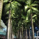 싱가포르 여행...마리나 베이 샌즈 호텔 夜景 이미지