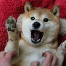 이츠펫 온양점 이미지