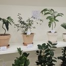 무인62 | [구로꽃다발] 24시간 무인 픽업 가능한 감성 꽃집, 플로버 후기💐