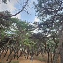 선덕여왕릉 화장실 이미지