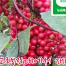 영아농장 네이버블로그