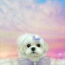 친절한애견미용실 이미지