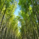 용연리 1341-19 정자 - 1762 | 전주, 담양, 남원 1박 2일 태교여행(part.2 담양 가볼 만한 곳 _ 죽녹원, 메타세콰이어길, 용마루길)