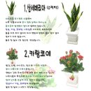 일반가정에서 많이 기르는 화초의 종류와 사진 이미지