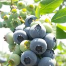 강골농장 이미지