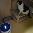 단아펫 이미지