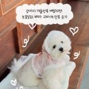 눈꽃처럼 밝은 설화마을 | 강아지 겨울한복 베일리펫 눈꽃설화 배자 귀마개 한복 후기