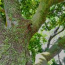 성읍리-9 이미지