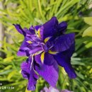 Japan iris 꽃 이미지