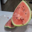 형제청과 | 김천 형제청과 - 우곡수박 7~9키로 구매 후기