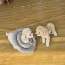 어썸 강아지 호텔 & 목욕 이미지