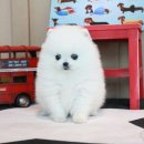 도그스퀘어 이미지