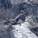 푸른 둥지 이미지