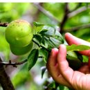 맹골마을 이미지