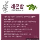 바른임자매 | 바른임자매 레몬밤 실제 구매 후기