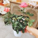 스튜디오넬리 이미지
