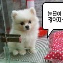 권미정펫살롱 네이버블로그