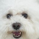 동물치과병원메이 이미지