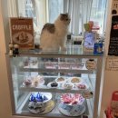 701아를고양이카페(cat in the art) 이미지